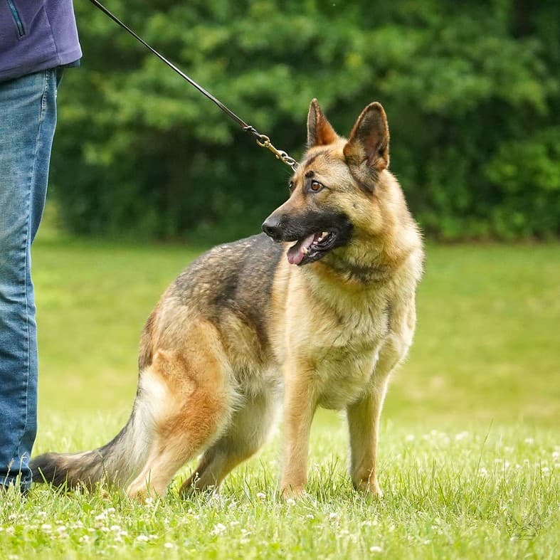 Obedience Trial 2021