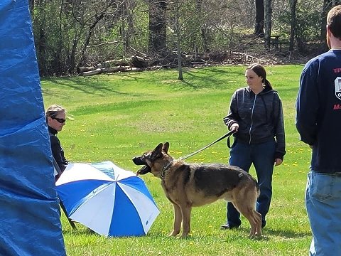 German shepherd new arrivals temperament test