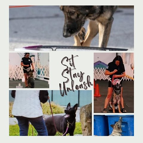 Click image for larger version

Name:	Sit_Stay_Unleash.jpg
Views:	582
Size:	104.4 KB
ID:	973